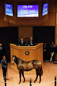 fasig-tipton october sale bodemeister colt wonder gadot