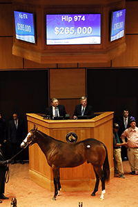 fasig-tipton october sale goldencents colt